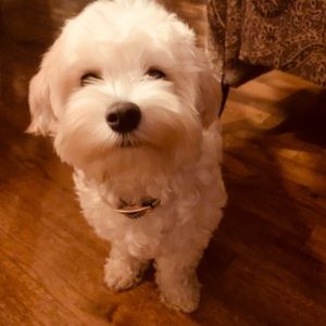 Meet your Posher, Robert